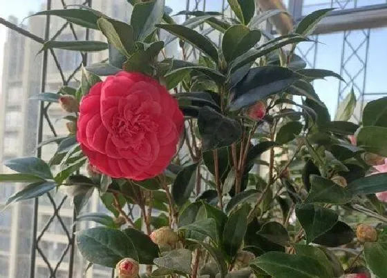 植物常识问题|冬季茶花叶片焦尖是哪些原因造成的