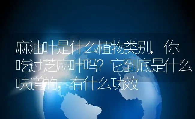 麻油叶是什么植物类别,你吃过芝麻叶吗？它到底是什么味道的，有什么功效 | 养殖常见问题