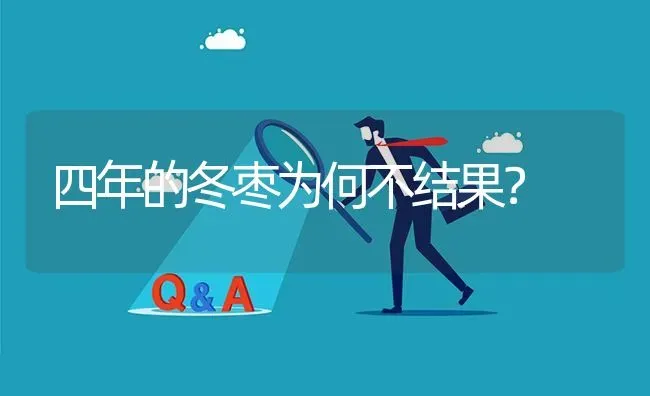 四年的冬枣为何不结果? | 养殖问题解答