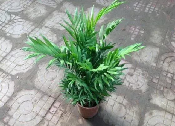 植物常识问题|袖珍椰子如何施肥叶片肥厚翠绿
