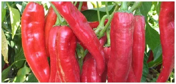 海椒种植多久可以施肥料 | 生活常识