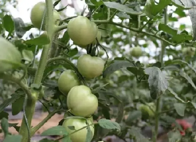 植物常识问题|西红柿坐果期如何管理（种植西红柿中后期施肥方案）