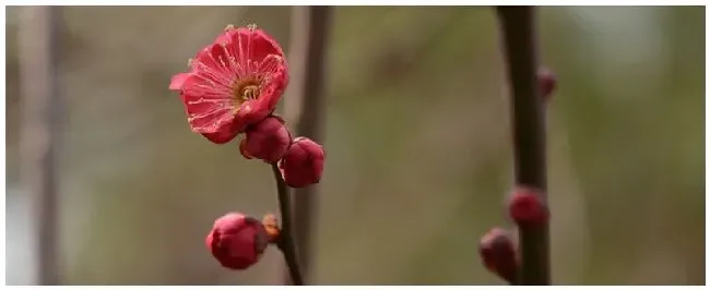 红梅几月开花 | 三农答疑