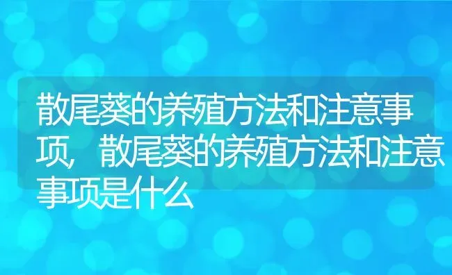 散尾葵的养殖方法和注意事项,散尾葵的养殖方法和注意事项是什么 | 养殖常见问题