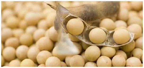 美国大豆亩产量 | 农业问题