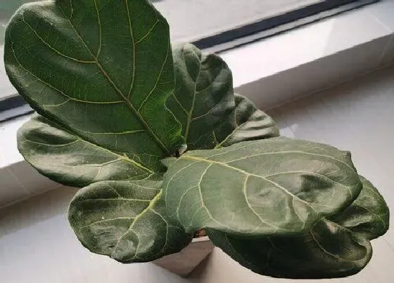 植物常识问题|如何给琴叶榕修剪株型饱满分枝多