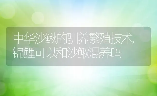 中华沙鳅的驯养繁殖技术,锦鲤可以和沙鳅混养吗 | 养殖常见问题