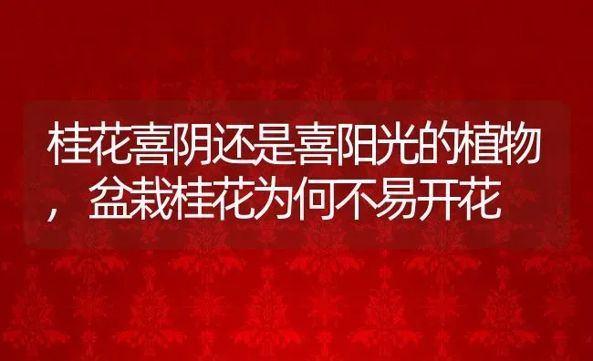 桂花喜阴还是喜阳光的植物,盆栽桂花为何不易开花 | 养殖常见问题