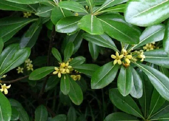 植物常识问题|鸭掌木如何快速给它催芽