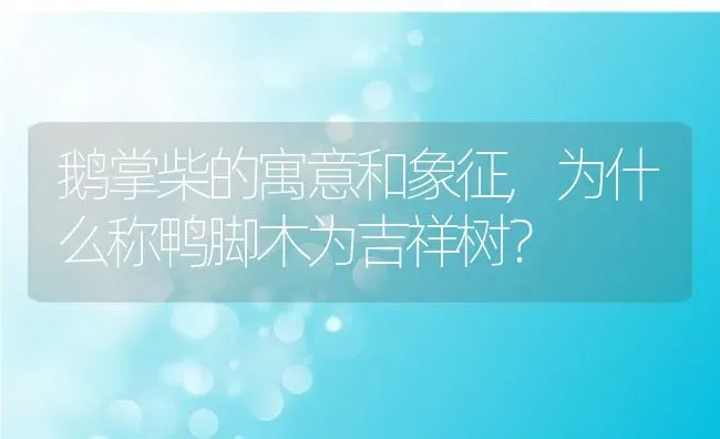 鹅掌柴的寓意和象征,为什么称鸭脚木为吉祥树？ | 养殖常见问题