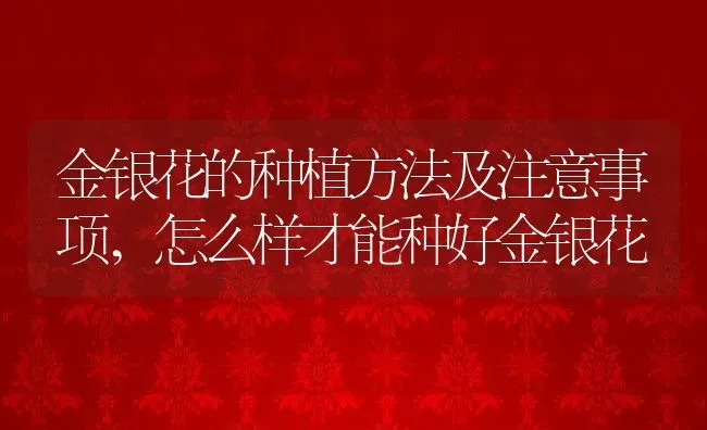 金银花的种植方法及注意事项,怎么样才能种好金银花 | 养殖常见问题