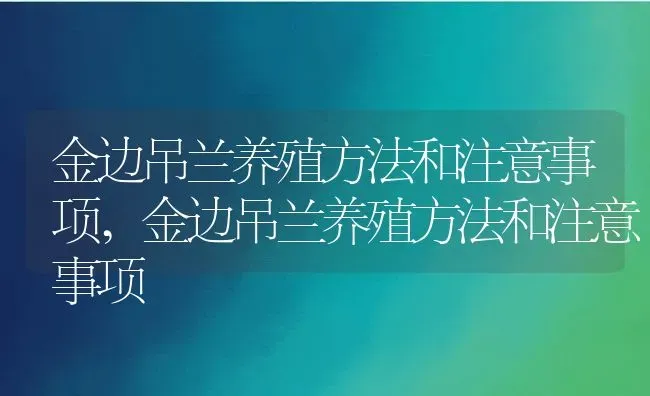 金边吊兰养殖方法和注意事项,金边吊兰养殖方法和注意事项 | 养殖常见问题