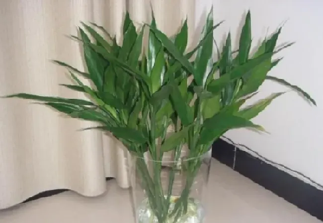 植物常识问题|富贵竹和观音竹的区别