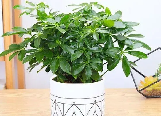 植物常识问题|如何养护鸭掌木长得好