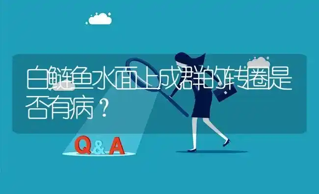 白鲢鱼水面上成群的转圈是否有病? | 养殖问题解答