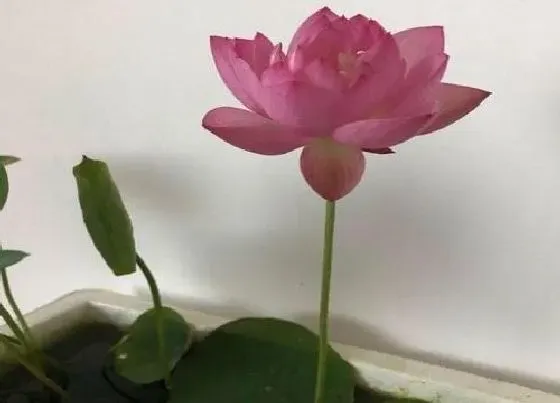 植物常识问题|盆栽荷花的栽培方法（荷花种子种植方法与家养步骤）