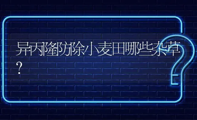 异丙隆防除小麦田哪些杂草? | 养殖问题解答