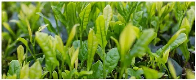 夏天产什么茶 | 科普知识