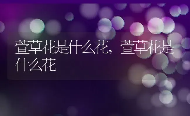 萱草花是什么花,萱草花是什么花 | 养殖常见问题