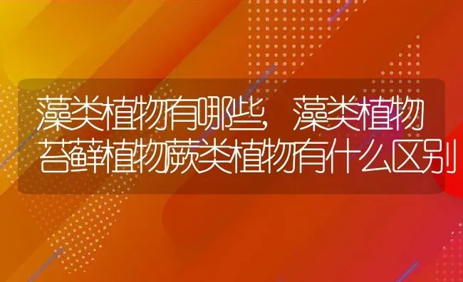 藻类植物有哪些,藻类植物苔藓植物蕨类植物有什么区别 | 养殖常见问题