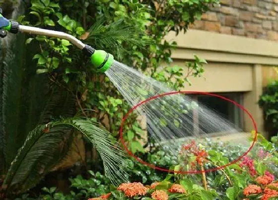 植物常识问题|给花卉喷水存在的误区