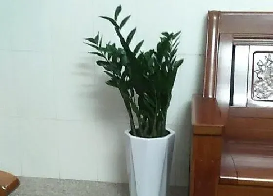 植物常识问题|金钱树砍头后怎么养护长大笋芽