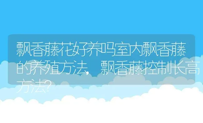 飘香藤花好养吗室内飘香藤的养殖方法,飘香藤控制长高方法？ | 养殖常见问题