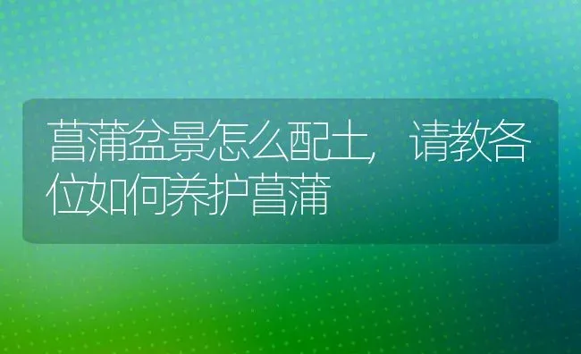 菖蒲盆景怎么配土,请教各位如何养护菖蒲 | 养殖常见问题