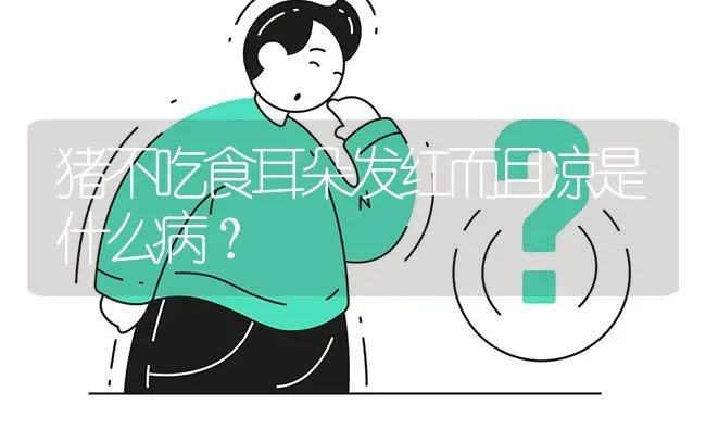 猪不吃食耳朵发红而且凉是什么病? | 养殖问题解答