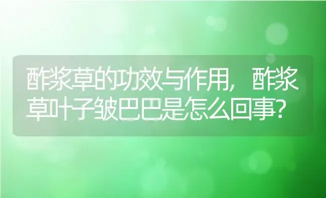 酢浆草的功效与作用,酢浆草叶子皱巴巴是怎么回事？ | 养殖常见问题