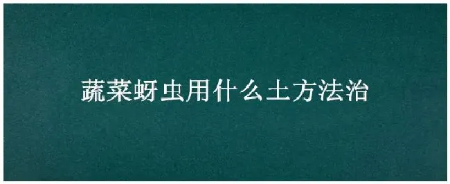 蔬菜蚜虫用什么土方法治 | 三农答疑