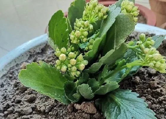 植物常识问题|网上购买的长寿花为啥都是软皮盆