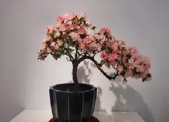 植物常识问题|教你如何正确养殖杜鹃