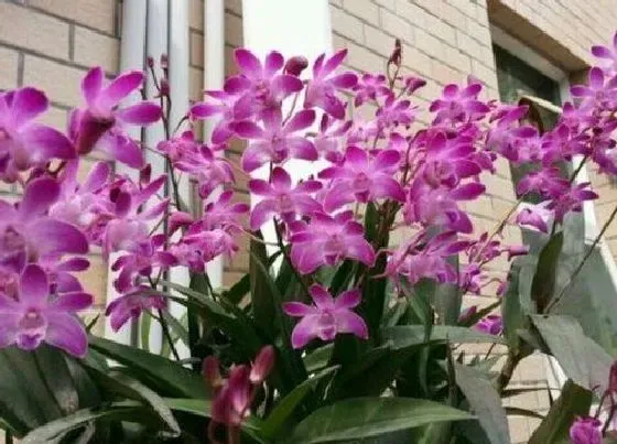 植物常识问题|盆栽石斛如何养护才能多开花  有哪些养护技巧