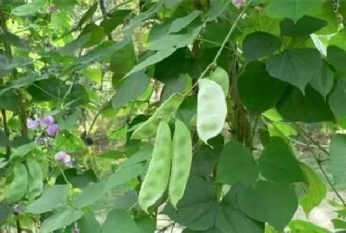 植物常识问题|扁豆怎样种植产量高 （扁豆的种植时间和管理方法）