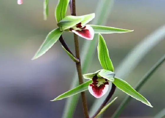 植物常识问题|兰花的品种有哪些