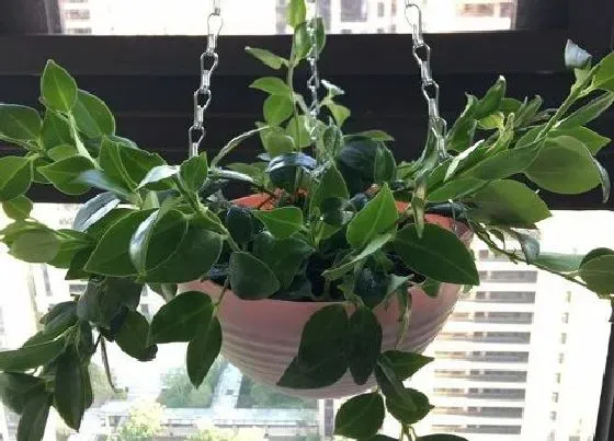 植物常识问题|口红吊兰怎么养殖好养