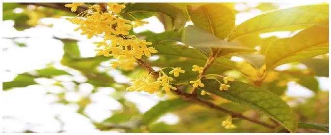 盆栽桂花树种植技术与注意事项 | 农业问题