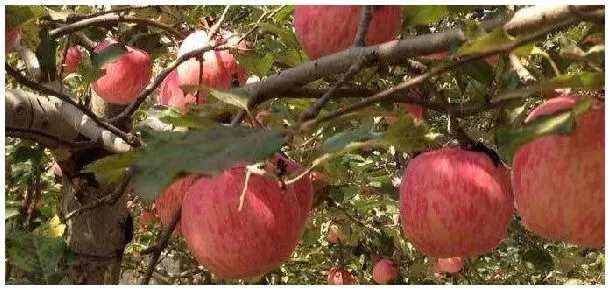 辛菌胺醋酸盐主治什么病 | 三农答疑