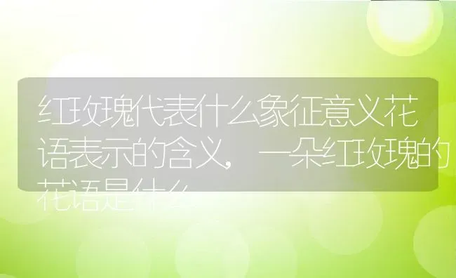 红玫瑰代表什么象征意义花语表示的含义,一朵红玫瑰的花语是什么 | 养殖常见问题