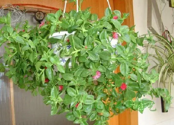植物常识问题|口红吊兰怎么养殖好养