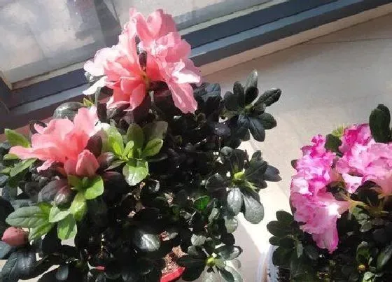 植物常识问题|杜鹃花的养殖方法