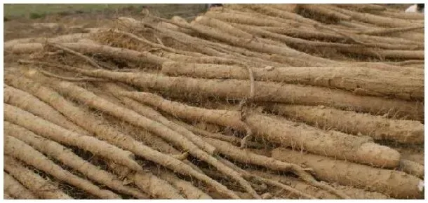 山药如何种植附栽培管理 | 农业常识