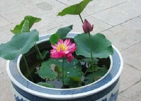 植物常识问题|盆栽荷花的栽培方法（荷花种子种植方法与家养步骤）