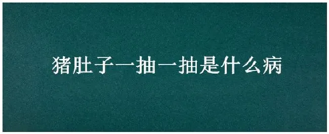 猪肚子一抽一抽是什么病 | 农业答疑