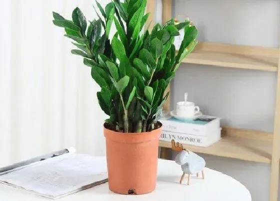 植物常识问题|金钱树砍头后怎么养护长大笋芽