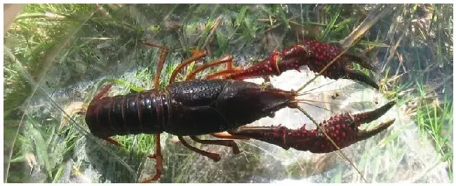 生物除锈酶洗小龙虾安全吗 | 农业常识