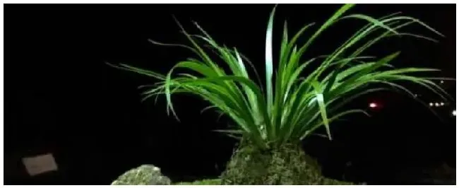 昌蒲怎么施肥 | 农业常识