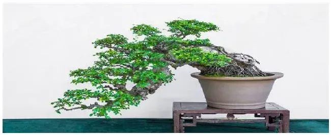 罗汉松种植要注意事项 | 三农问答