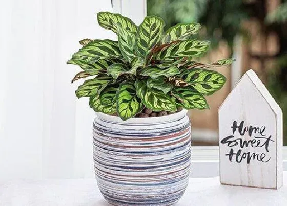 植物常识问题|孔雀竹芋好养活吗